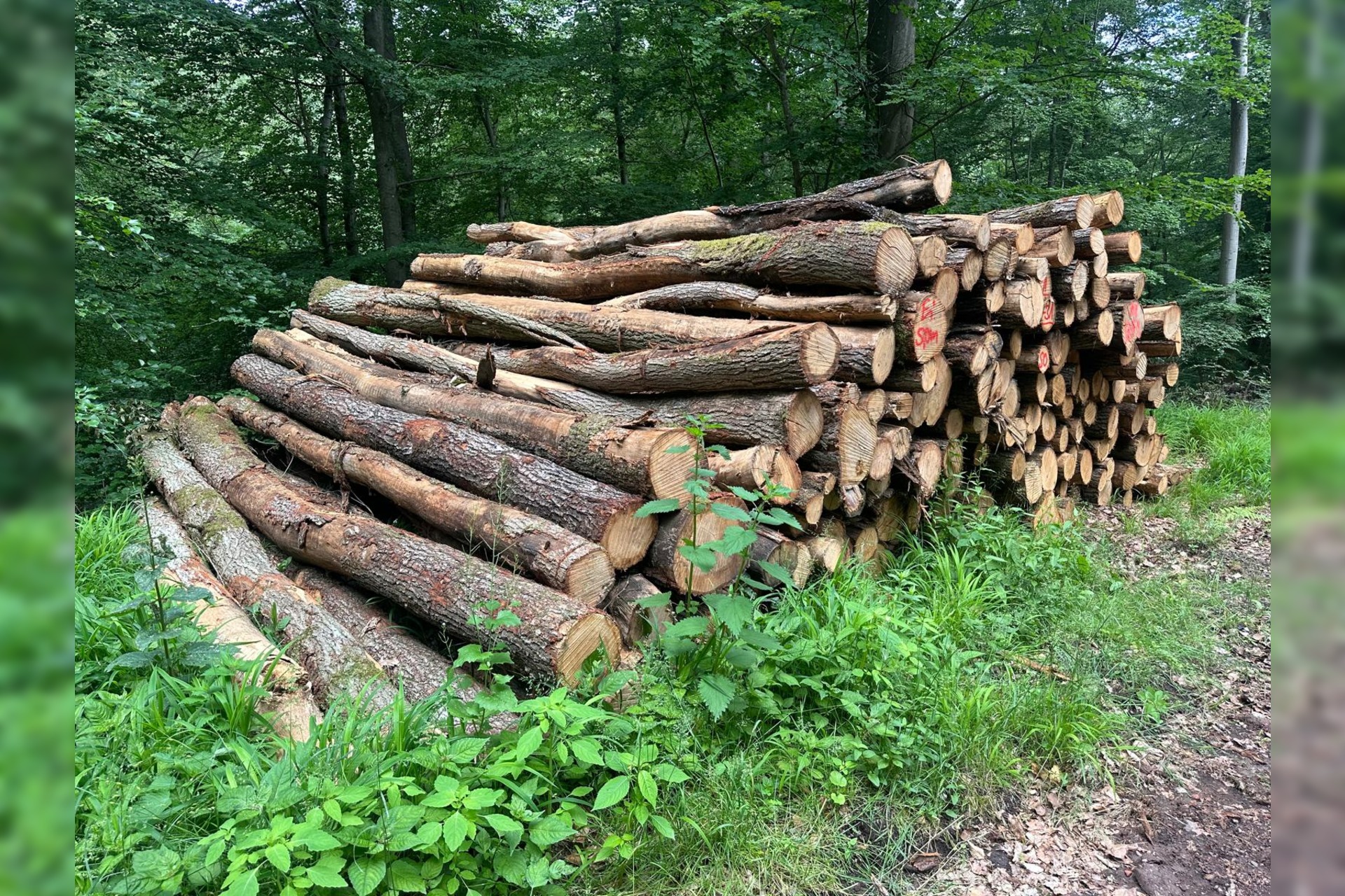 Stammholz