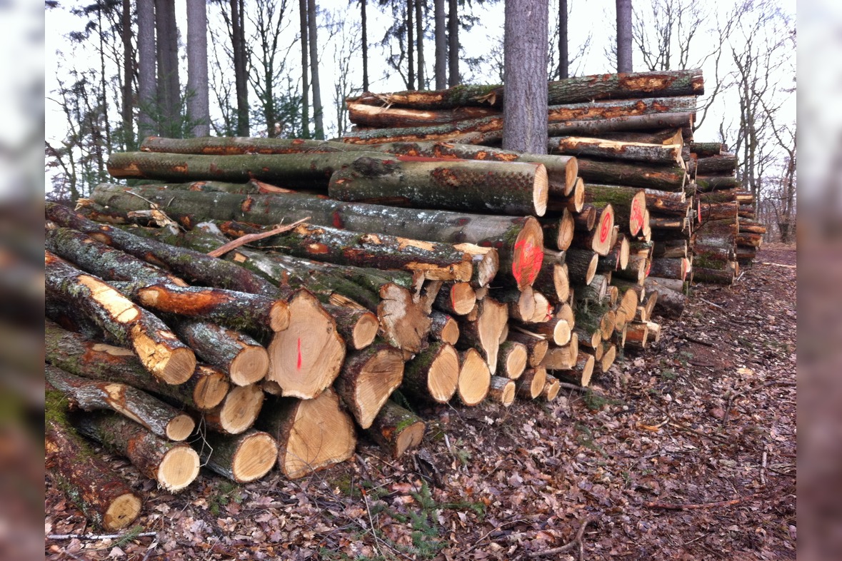 Stammholz