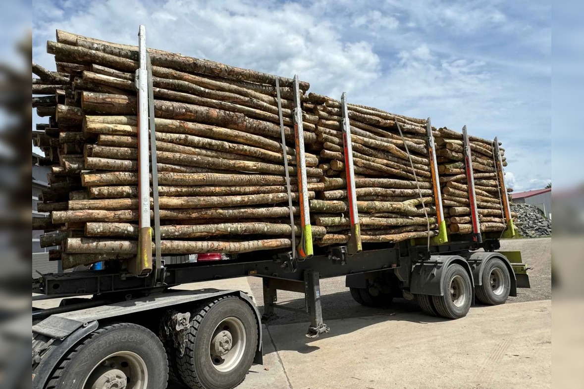 Aktionssortiment Buche/Esche