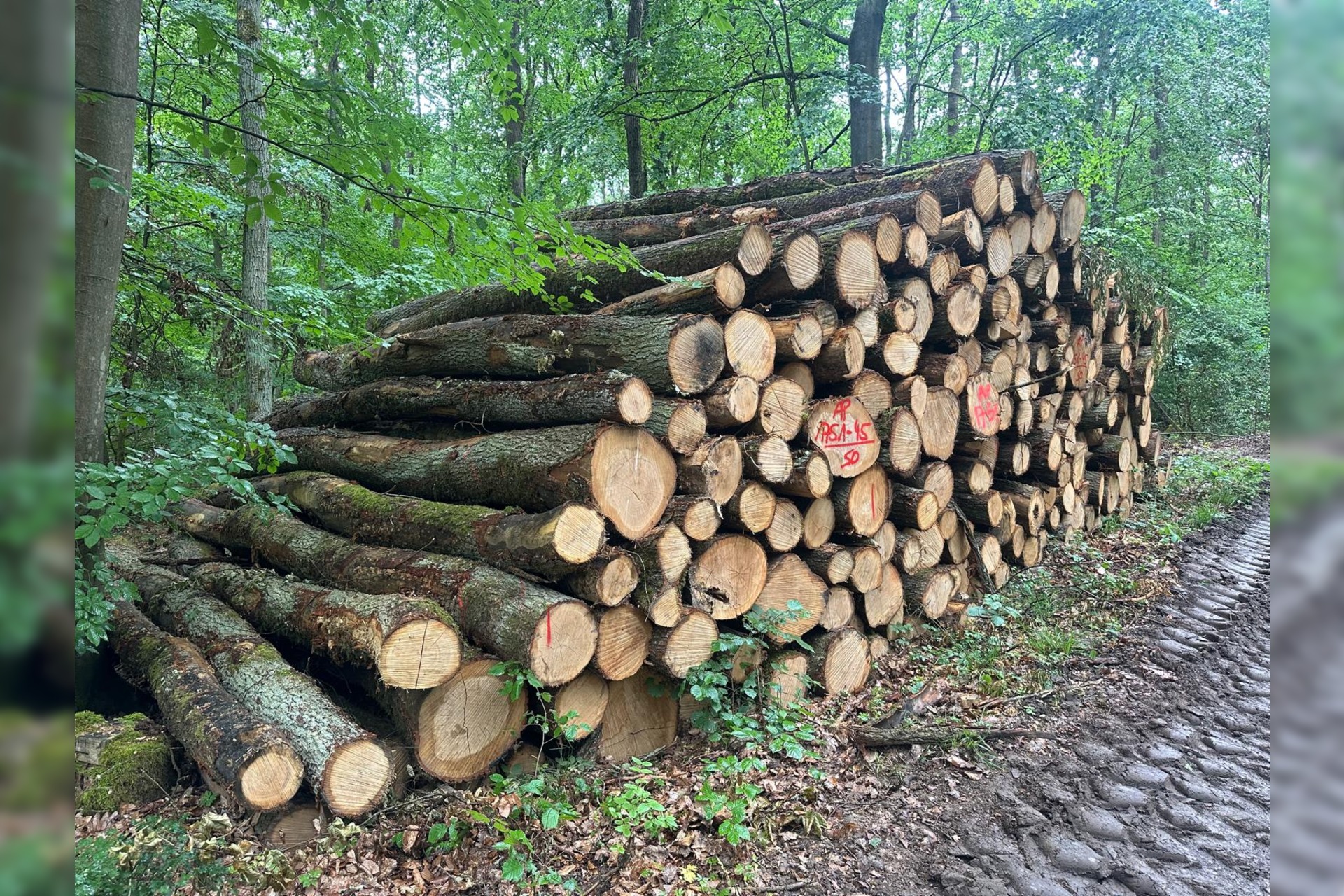 Stammholz