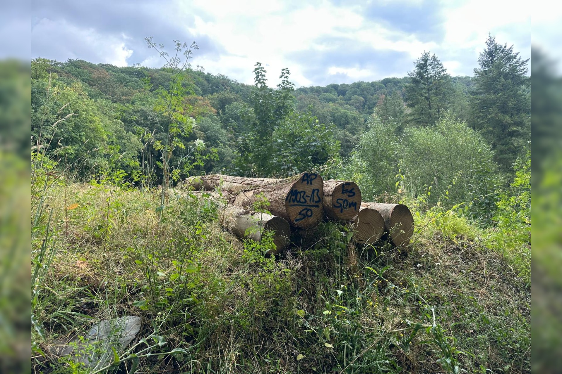 Stammholz