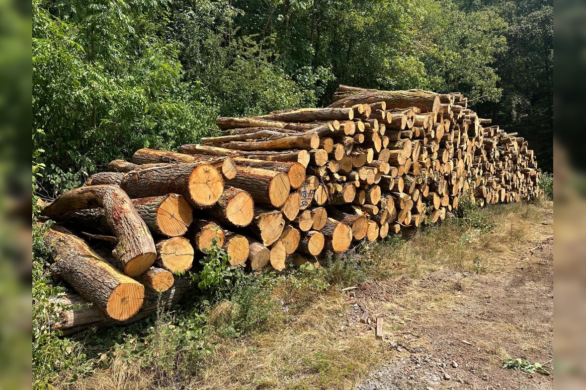 Stammholz