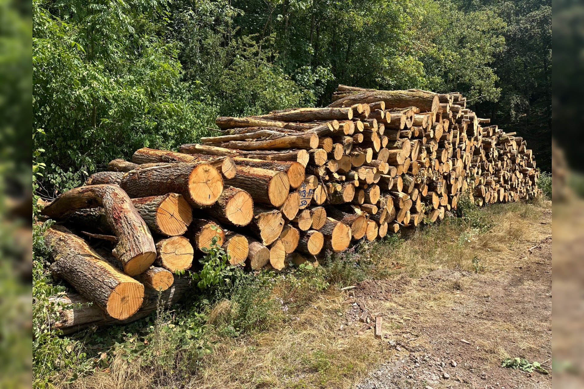 Stammholz