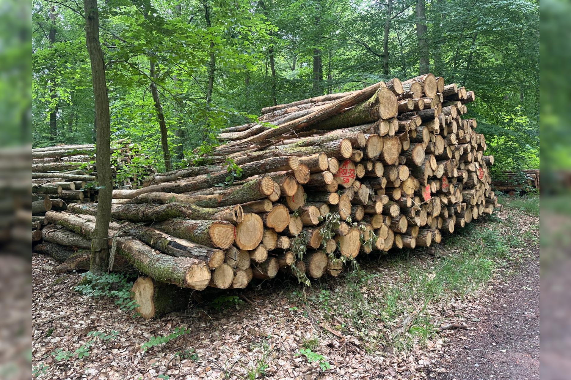 Stammholz